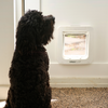 Black dog near the Sureflap Microchip Pet Door White Door